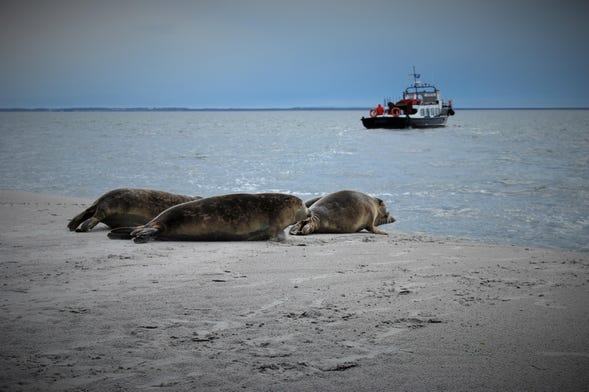 Cruzeiro pelo mar Frísio com avistamento de focas