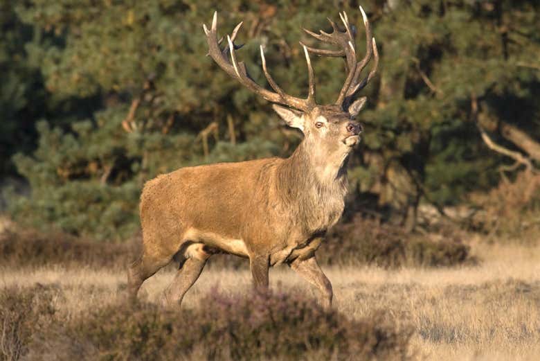 Veado no Parque De Hoge Veluwe