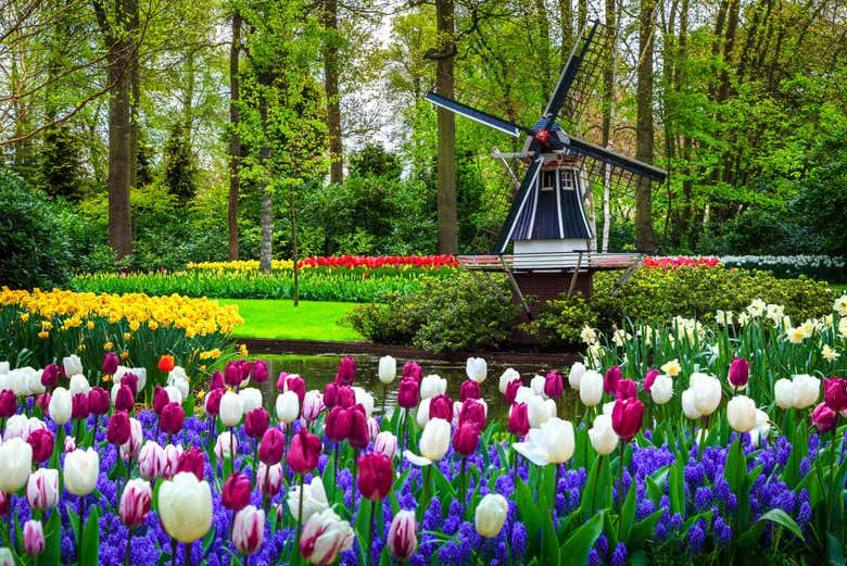 Em Keukenhof, você poderá apreciar a bela paisagem